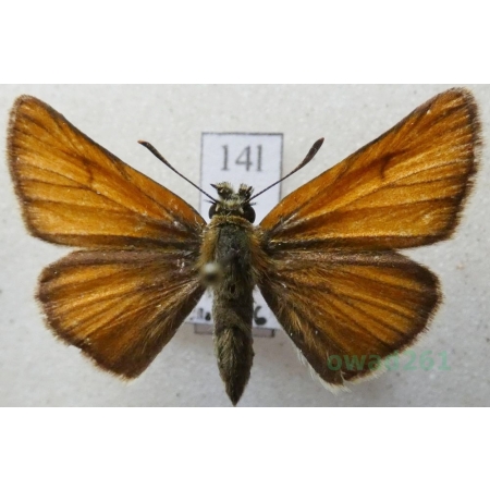 Thymelicus sylvestris (Poda, 1761) Karłątek ceglasty, karłątek leśny Czech14l